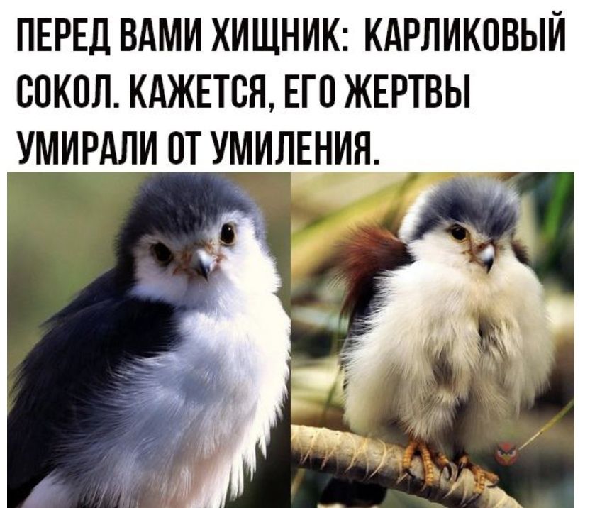 ПЕРЕД ВАМИ ХИЩНИК КАРЛИКПВЫЙ СОКОЛ КАЖЕТСЯ ЕГО ЖЕРТВЫ УМИРАЛИ ПТ УМИЛЕНИЯ