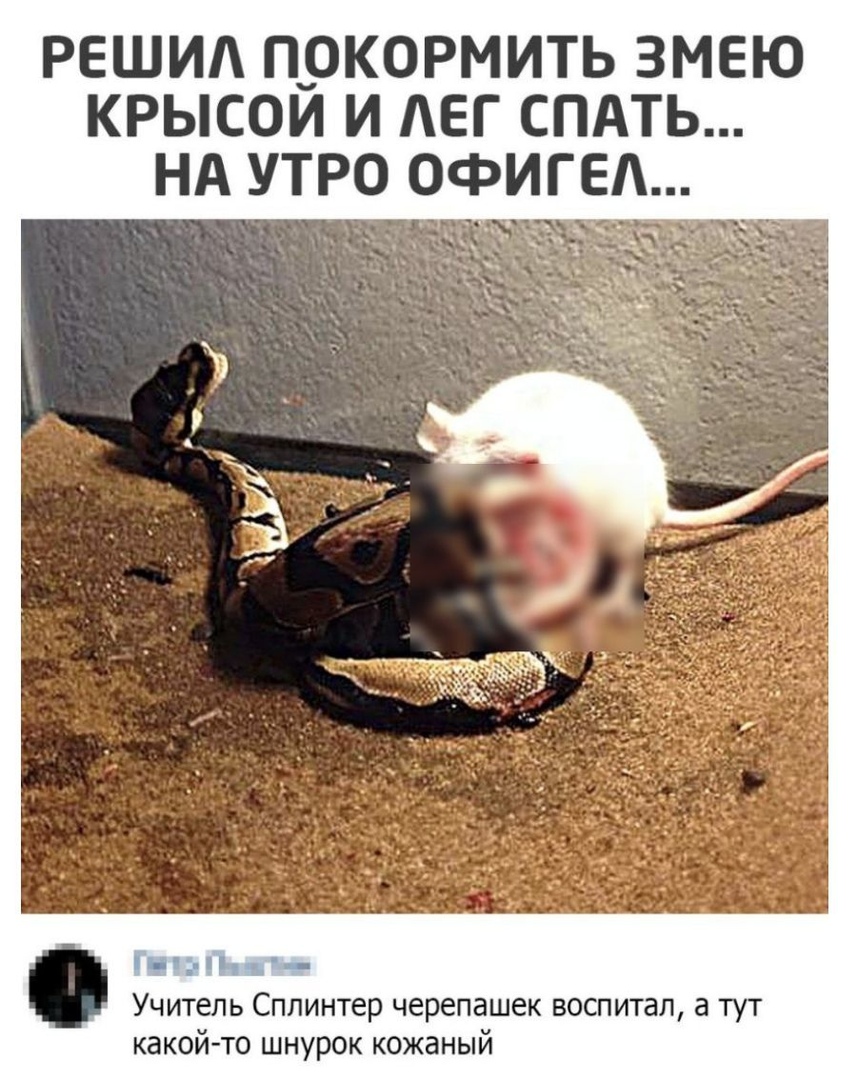 РЕШИА ПРКОРМИТЬ ЗМЕЮ КРЫСОИ И АЕГ СПАТЬ НА УТРО ОФИГЕА Учитель Сплинтер черепашек воспитал а тут какой то шнурок кожаный