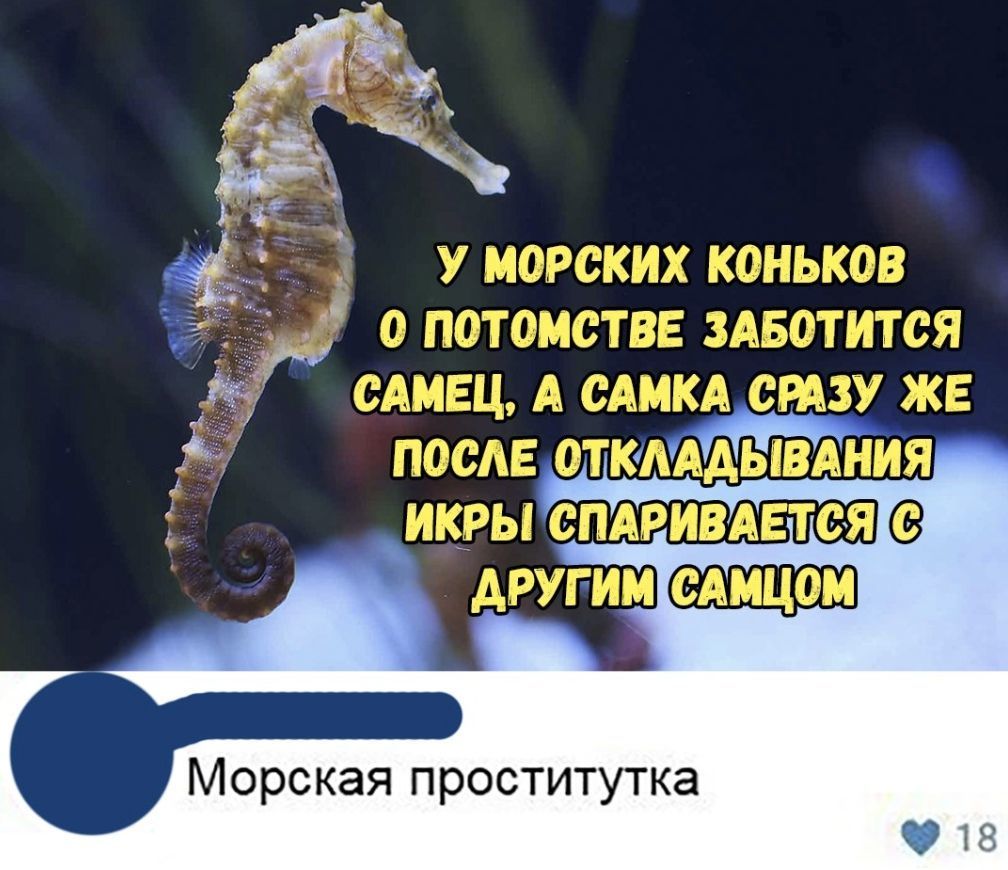 Морская проститутка