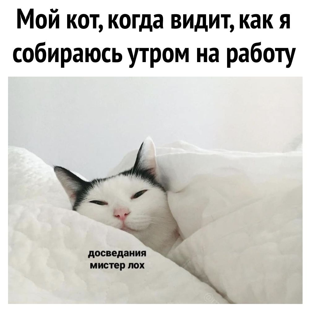 Мой кот когда видит как я собираюсь утром на работу досведаиия мистер лох