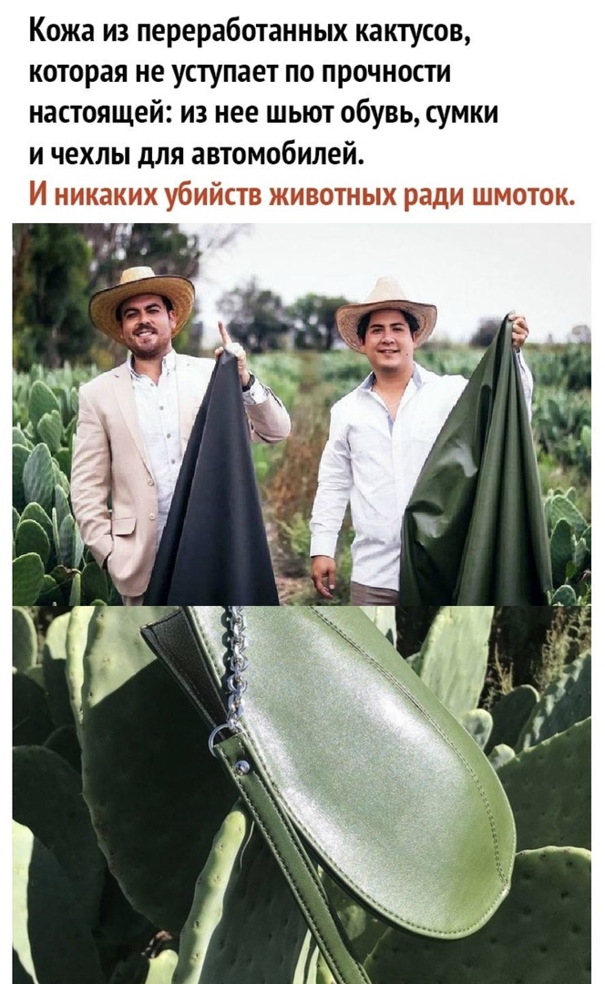 Кожа из переработанных кактусов которая не уступает по прочности настоящей из нее шьют обувь сумки и чехлы для автомобилей