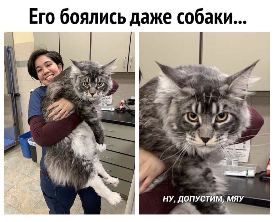 Его боялись даже собаки ну допустим мяу _ _