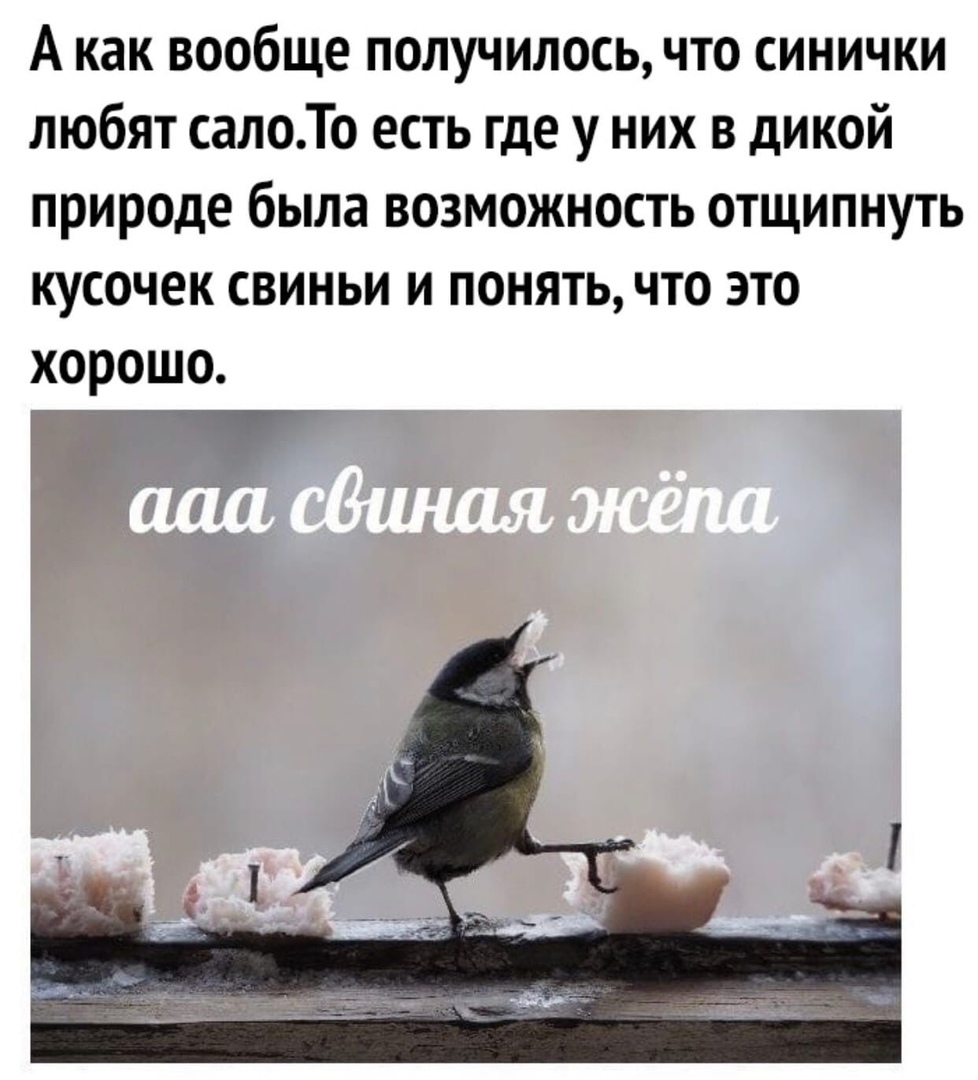 А как вообще получилось что синички любят салоТо есть где у них в дикой природе была возможность отщипнуть кусочек свиньи и понять что это хорошо