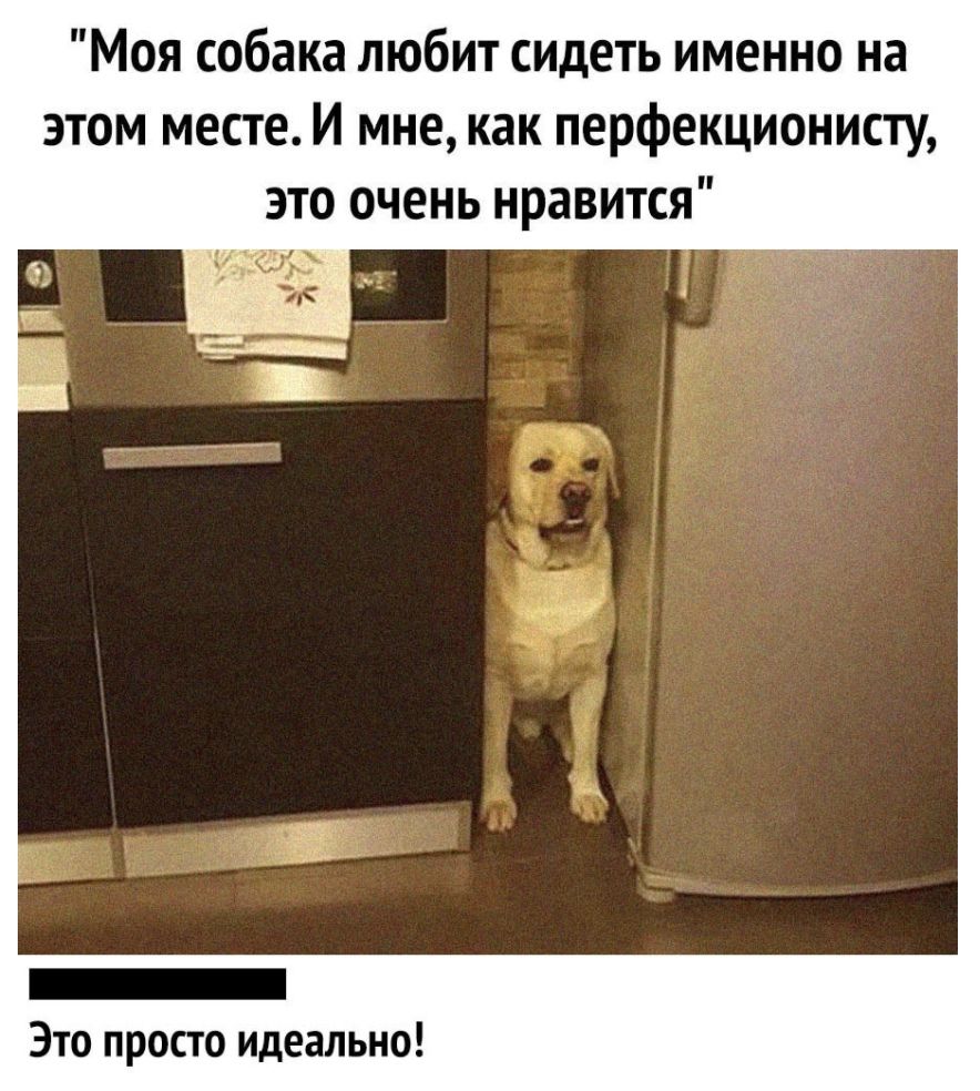 Моя собака любит СИДЕТЬ именно на этом месте И мне как перфекционисту это очень нравится 833959 _ Ж _ Это просто идеально
