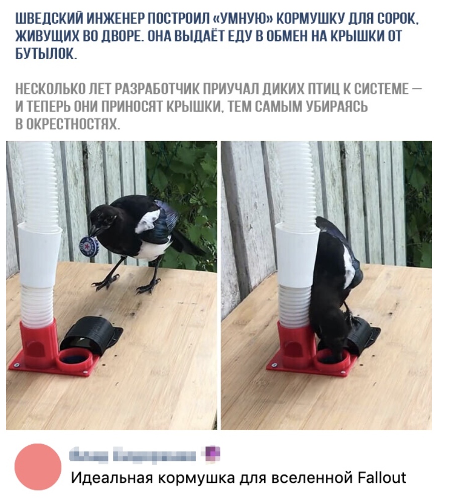 ШВЕЛПКИЙ ИНЖЕНЕР ППСТРПИЛ УМНУЮ КПРМУШКУ ДЛЯ СОРОК ЖИВУЩИХ ВП дВОРЕ ПНА ВЫДАЁТ ЕДУ В ПБМЕН НА КРЫШКИ ПТ БУТЫЛОК НЕСКОЛЬКП ЛЕТ РАЗРАБОТЧИК ПРИУЧдЛ ЦИКИХ ПТИЦ К СИСТЕМЕ И ТЕПЕРЬ ПНИ ПРИНОСЯТ КРЫШКИ ТЕМ САМЫМ УБИРДЯСЬ В ПКРЕСТНОПТЯХ _ Идеальная кормушка для вселенной Раоит