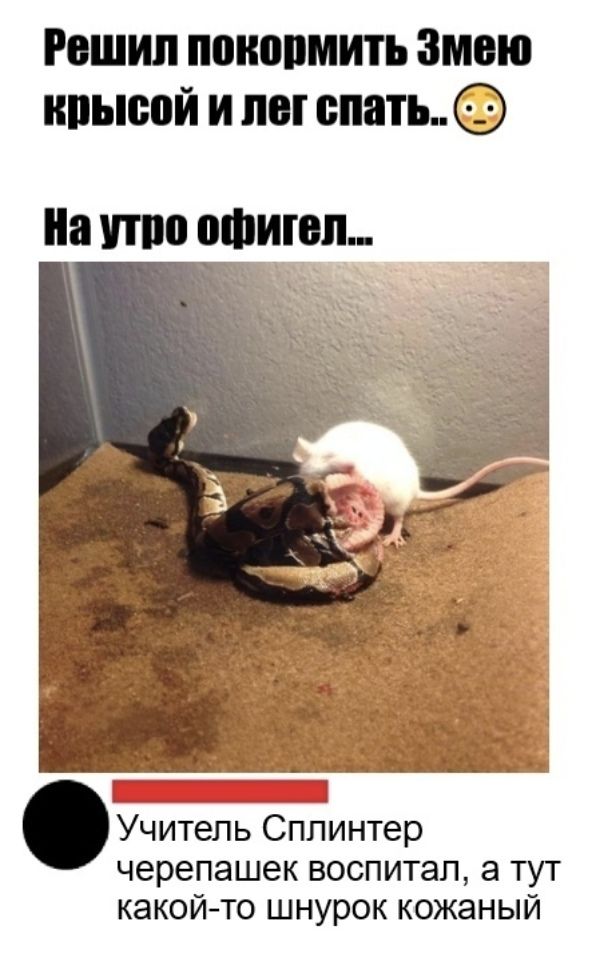 Решил понопмить змею нпысой и лег спать Учитель Сплинтер черепашек воспитал а тут какой то шнурок кожаный