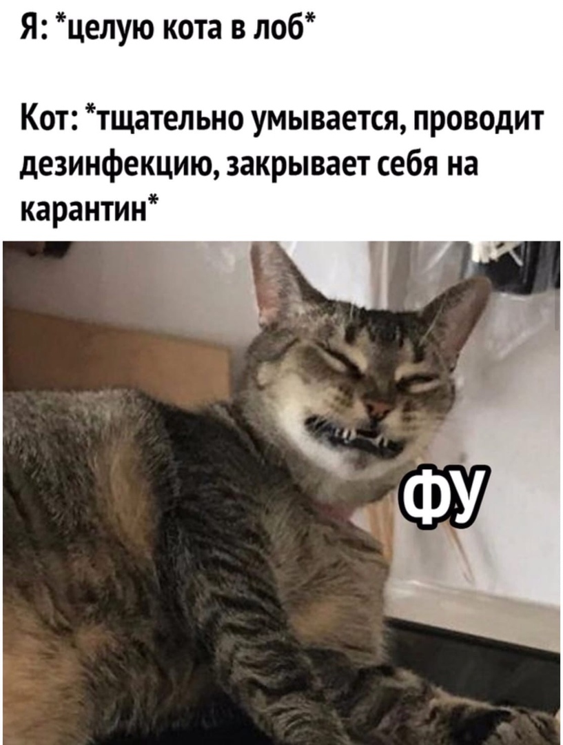 Я целую кота в лоб Кот тщательно умывается проводит дезинфекцию закрывает себя на карантин