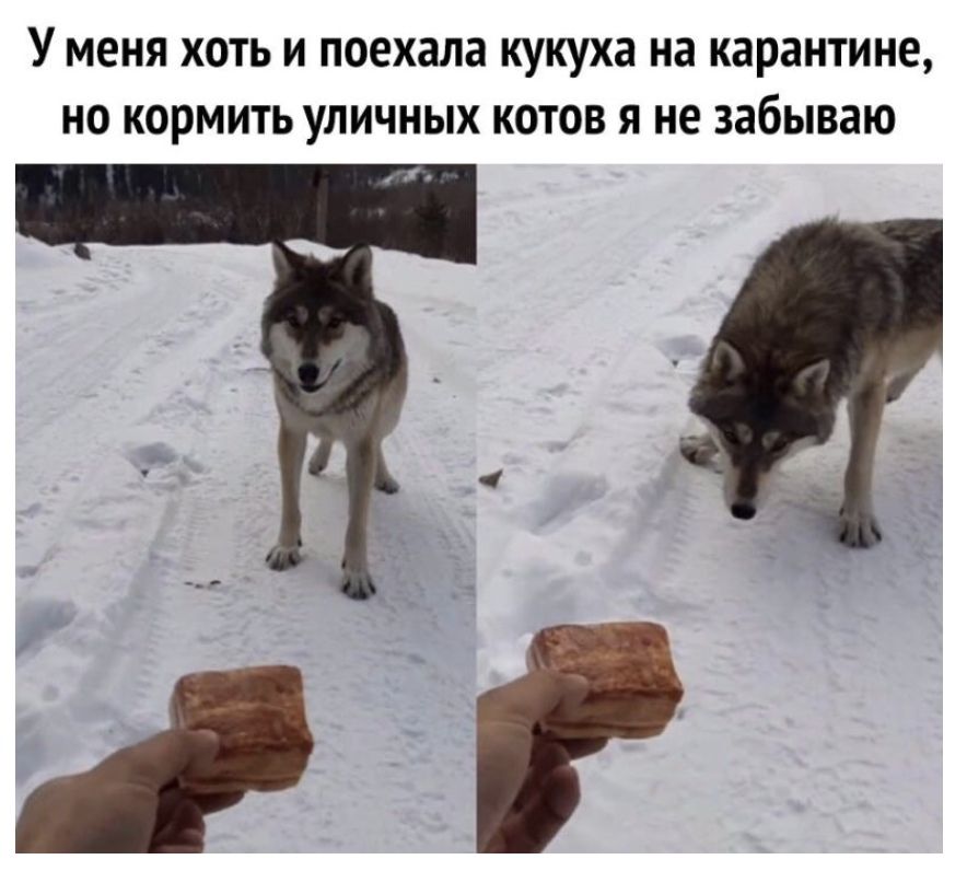 У меня хоть и поехала кукуха на карантине но кормить уличных котов я не забываю