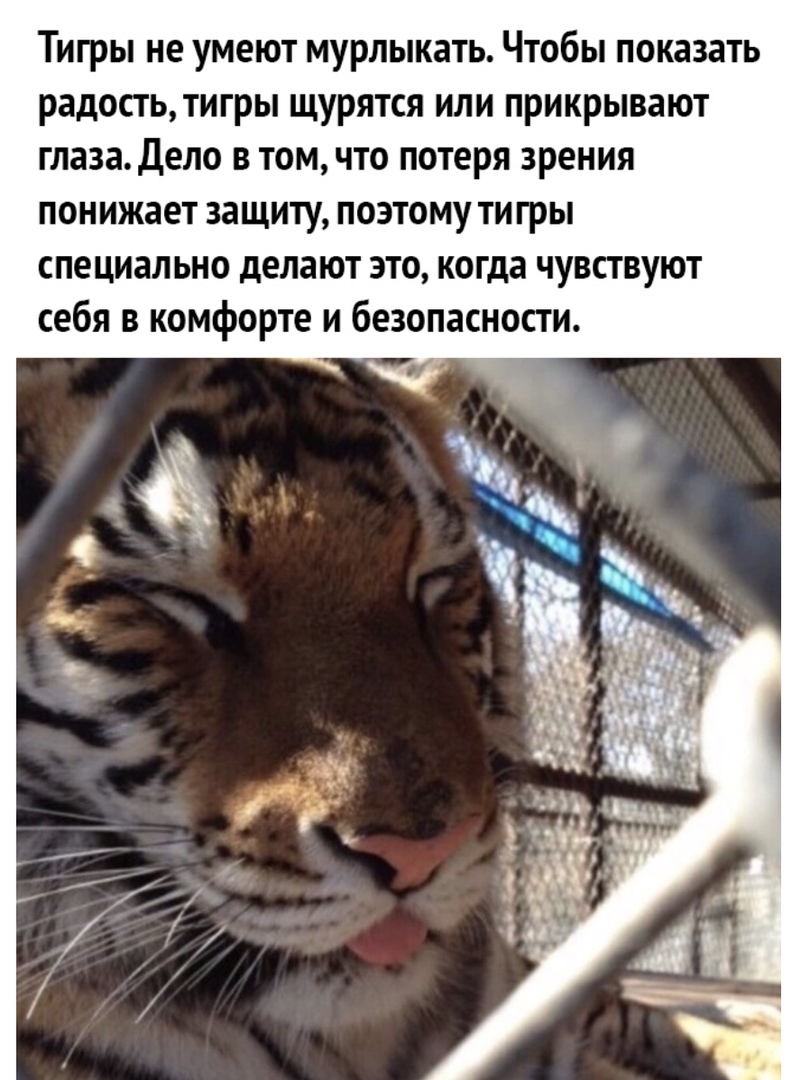 Тигры не умеют мурлыкать Чтобы показать радость тигры щурятся или прикрывают глаза Дело в том что потеря зрения понижает защиту поэтому тигры специально делают это когда чувствуют себя в комфорте и безопасности