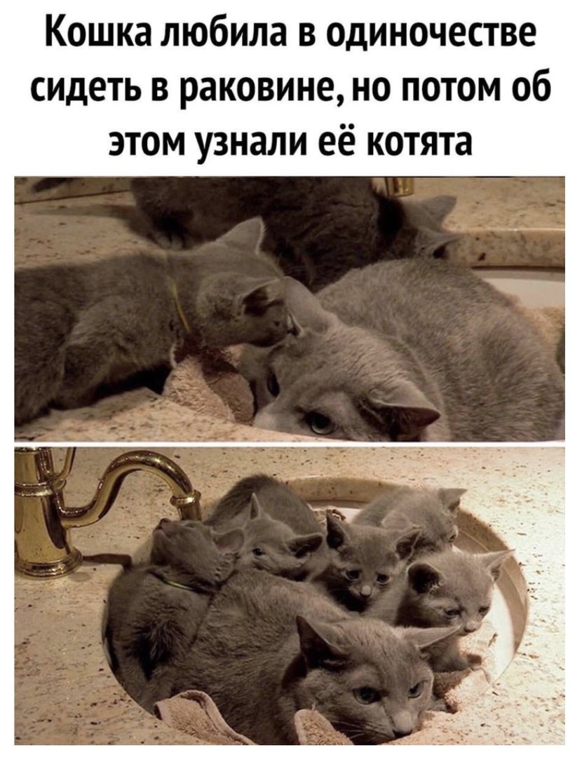 Кошка любила в одиночестве сидеть в раковине но потом об этом узнали её котята