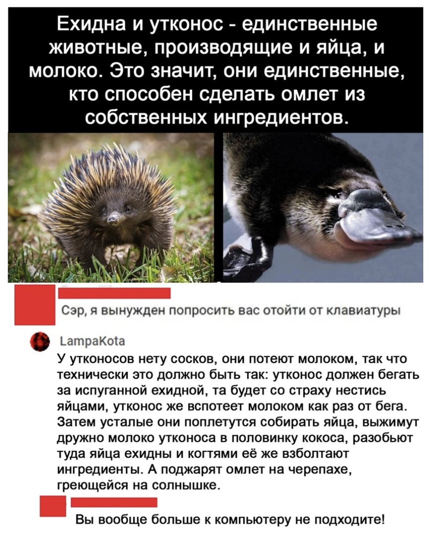 Ехидна и утконос единственные животные производящие и яйца и молоко Это значит они единственные кто способен сделать омлет из собственных ингредиентов Сэр я вынужден попросить вас отойти от клавиатуры ЬатраКота У утконосов нету сосков они потеют молоком так что технически это должно быть так утконос должен бегать за испуганной ехидной та будет со страху нестись яйцами утконос же вспотеет молоком к