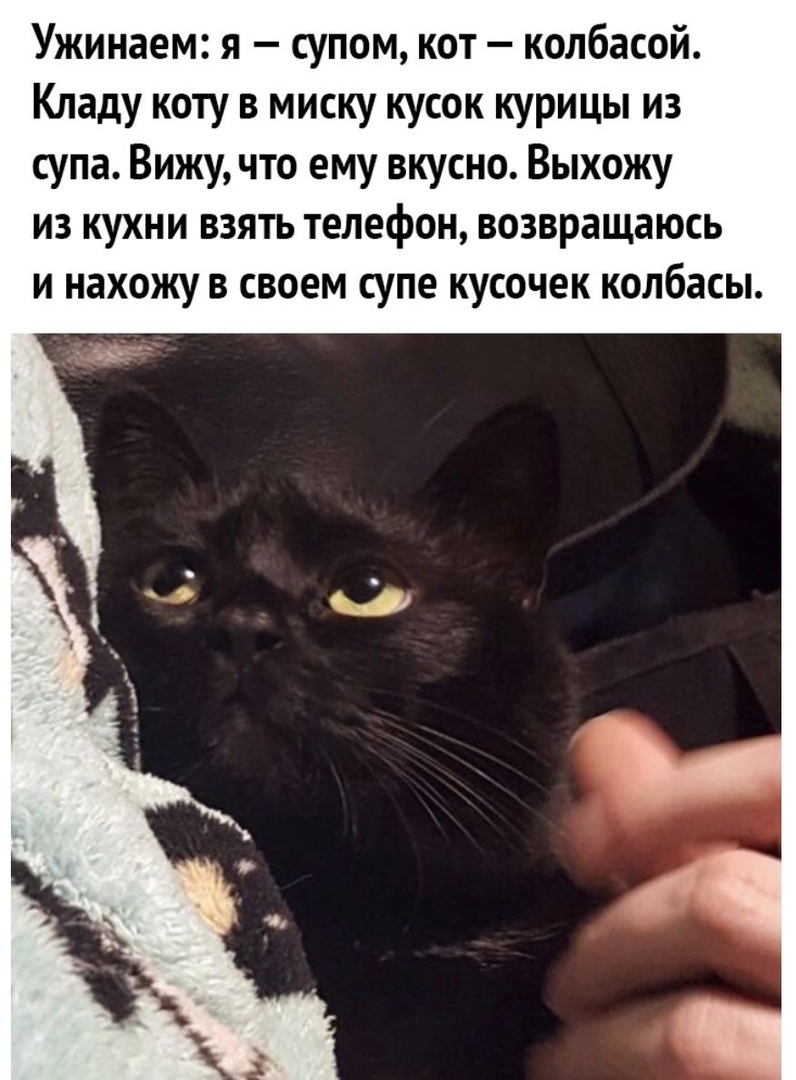Ужинаем я супом кот колбасой Кладу коту в миску кусок курицы из супа Вижу что ему вкусно Выхожу из кухни взять телефон возвращаюсь и нахожу в своем супе кусочек колбасы