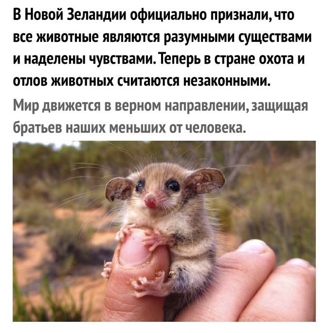 В Новой Зеландии официально признали что все животные являются разумными существами и наделены чувствами Теперь в стране охота и отлов животных считаются незаконными Мир дВИЖЕТСЯ В верном направлениизащищая братьев наших МЕНЬШИХ ОТ человека
