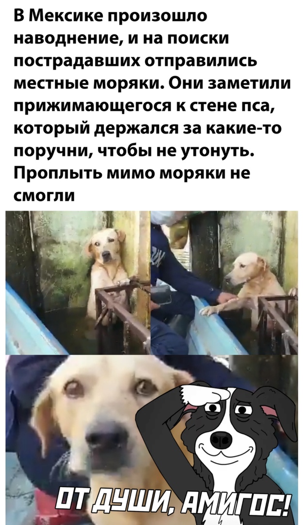 В Мексике произошло наводнение и на поиски пострадавших отправились местные моряки Они заметили прижимающегося к стене пса который держался за какие то поручни чтобы не утонуть Проплыть мимо моряки не смогли