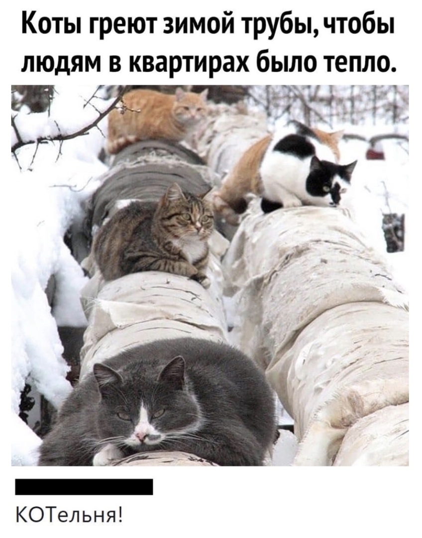 Коты греют зимой трубы чтобы людям в квартирах было тепло КОТельня