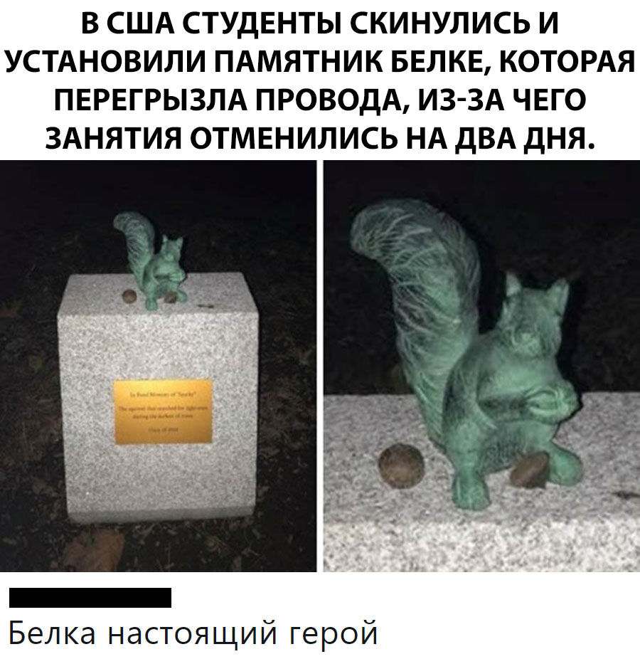 В США СТУДЕНТЫ СКИНУЛИСЬ И УСТАНОВИЛИ ПАМЯТНИК БЕЛКЕ КОТОРАЯ ПЕРЕГРЫЗЛА ПРОВОДА ИЗ ЗА ЧЕГО ЗАНЯТИЯ ОТМЕНИЛИСЬ НА ДВА дНЯ Белка настоящий герой