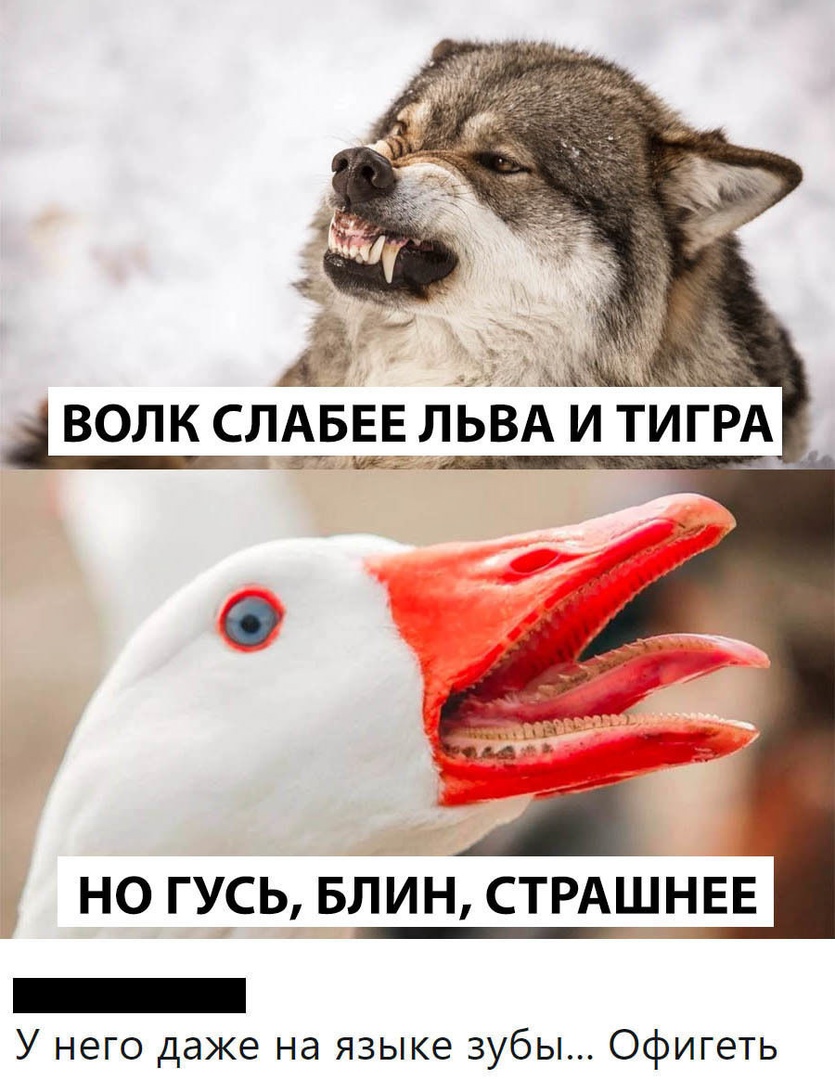 А ВОЛК СЛАБЕЕ ЛЬВА И ТИГРА ітюг НО ГУСЬ БЛИН СТРАШНЕЕ У него даже на языке зубы Офигеть