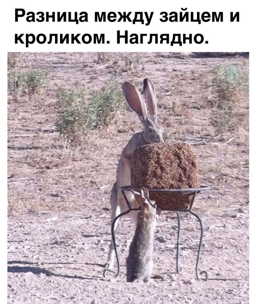 Разница между зайцем и кроликомНаг ЛЯДНО