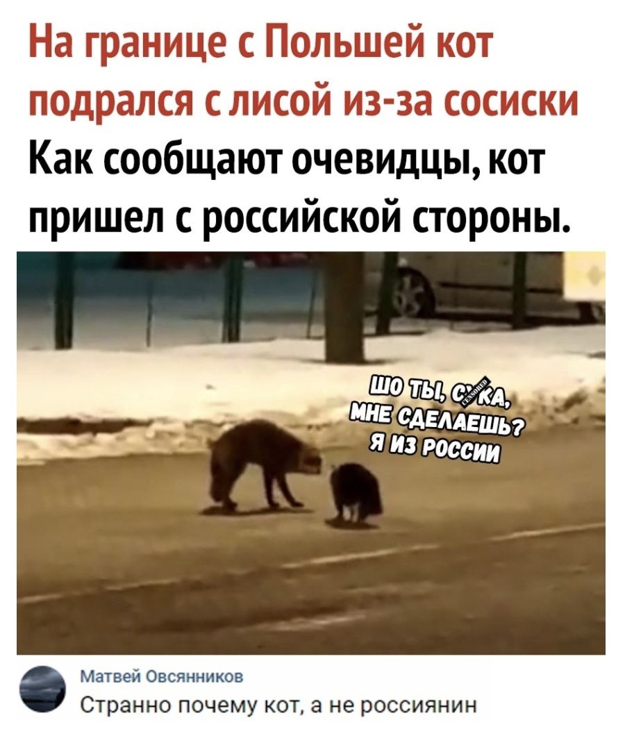 На гранищо Подьшшой кот ПЩЩЕЭЗЛСЯ с кисой изза сосиски Как сообщают очевидцы кот пришел с российской стороны Матвей Овсянников Странно почему КОТ а не россиянин