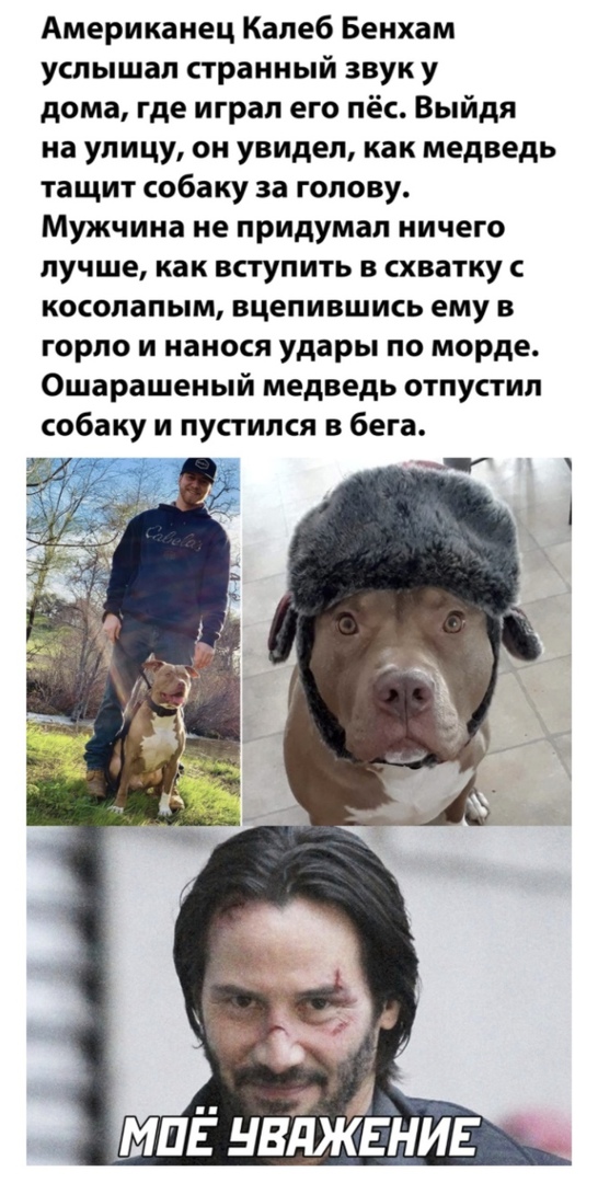 Американец Калеб Бенхам услышал странный звук у дома где играл его пёс Выйдя на улицу он увидел как медведь тащит собаку за голову Мужчина не придумал ничего лучше как вступить в схватку косолапым вцепившись ему в горло и нанося удары по морде Ошарашеный медведь отпустил собаку и пустился в бега