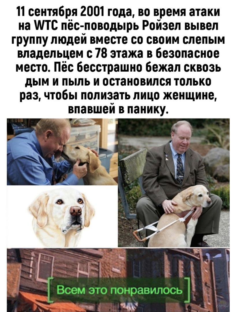 11 сентября 2001 года во время атаки на ипс пёс поводырь Ройзел вывел группу людей вместе со своим слепым владельцем с 78 этажа в безопасное место Пёс бесстрашно бежал сквозь дым и пыль и остановился только раз чтобы полизать лицо женщине впавшей в панику чс