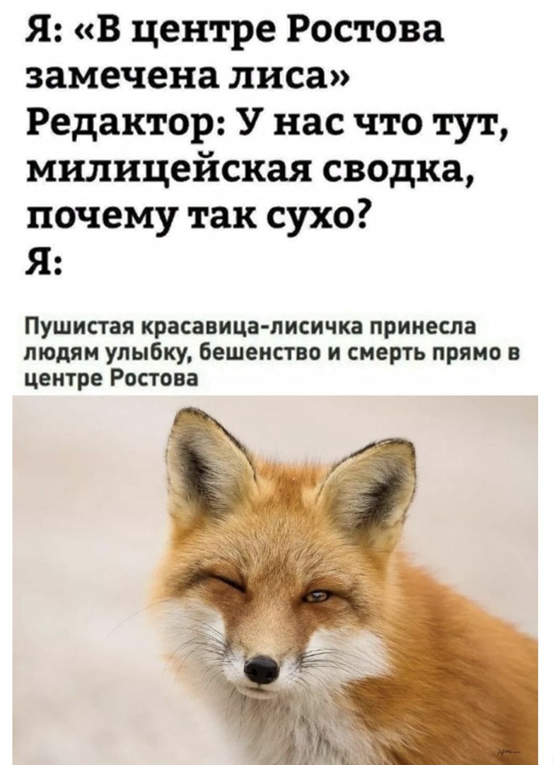 Я в центре Ростова замечена лиса Редактор У нас что тут милицейская сводка почему так сухо Я Пушистая красавица лисичка принесла людям улыбку бешенство и смерть прямо в центре Ростова