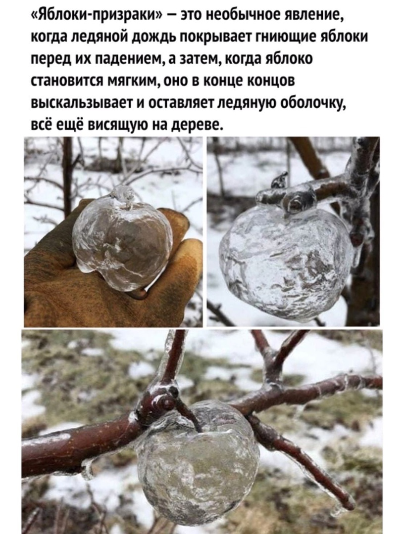 Яблоки призраки это необычное явление когда ледяной дождь покрывает гниющие яблоки перед их падением а затем когда яблоко становится мягким оно в конце концов выскальзывает и оставляет ледяную оболочку всё ещё висящую на дереве Г 7