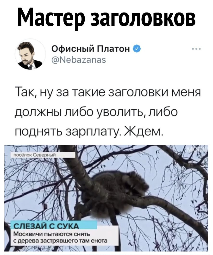 Мастер заголовков Офисный Платон О МеЬагалаз Так ну за такие заголовки меня должны либо уволить либо Москвичи пытаются снять с дерева застрявшего там енота тшж _ 7 7