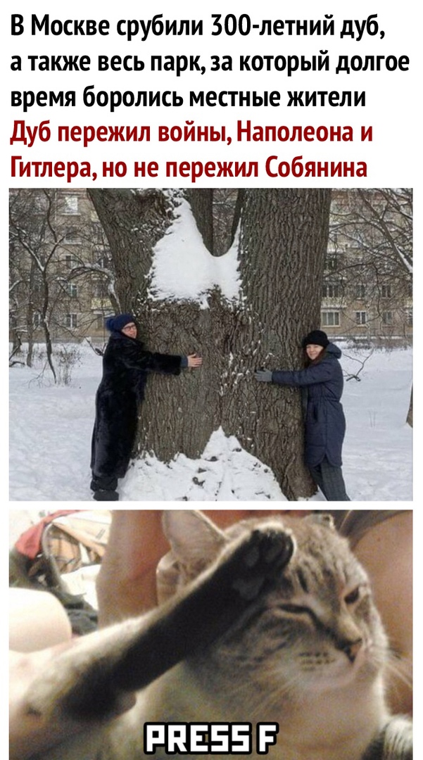 В Москве срубили ЗОО летний дуб а также весь парк за который долгое время боролись местные жители Дуб пережил войны Наполеона и Гитлера но не пережил Собянина РПЕЕЕ Р