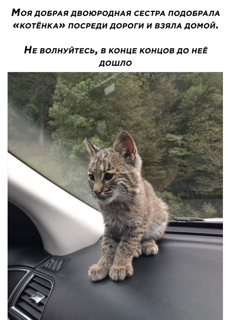 МОЯ ДОБРАЯ ДВОЮРОДНАЯ СЕСТРА ПОДОБРАЛА КОТЁНКА ПОСРЕДИ ДОРОГИ И ВЗЯЛА дОМОЙ НЕ ВОЛНУЙТЕСЬ В КОНЦЕ КОНЦОВ ДО НЕЁ ДОШЛО