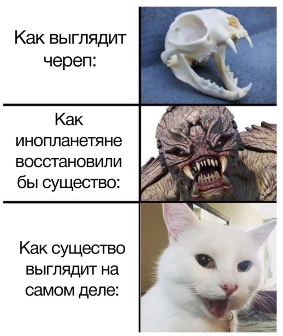 Как выглядит череп Как инопланетяне восстановили бы существо Как существо выглядит на самом деле