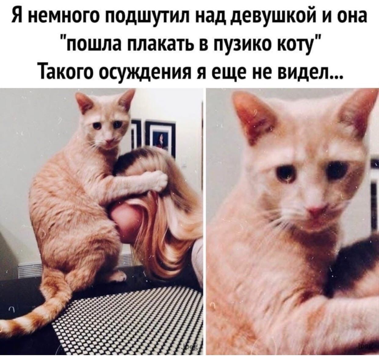 Я немного подшутил над девушкой и она пошла плакать в пузико коту Такого осуждения я еще не видел