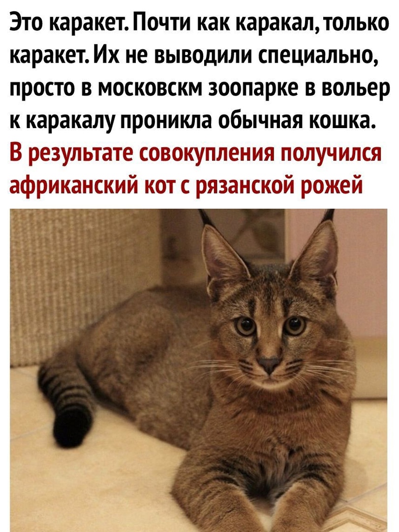 Это каракет Почти как каракалтолько каракет Их не выводили специально просто в московскм зоопарке в вольер к каракалу проникла обычная кошка В результате совокупления получился африканский кот с рязанской рожей