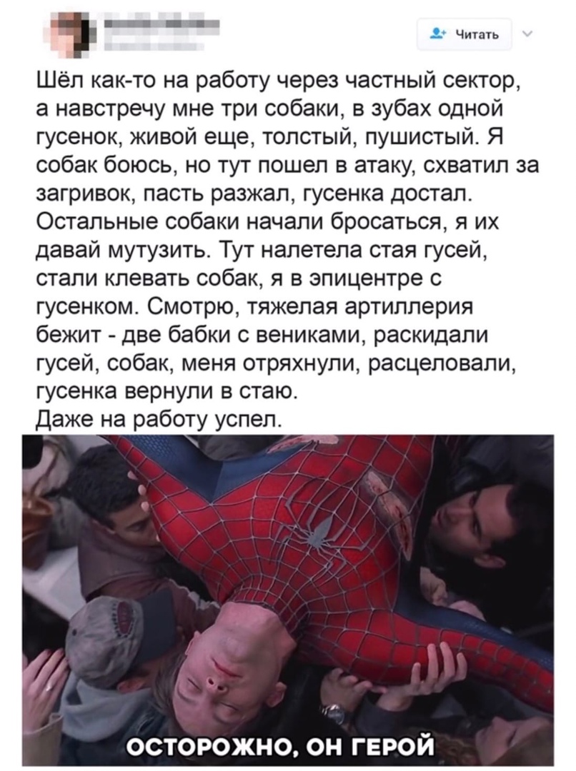 1 _ _ 1 ч Шёл как то на работу через частный сектор а навстречу мне три собаки в зубах одной гусенок живой еще толстый пушистый Я собак боюсь но тут пошел в атаку схватил за загривок пасть разжал гусенка достал Остальные собаки начали бросаться я их давай мутузить Тут налетела стая гусей стали клевать собак я в эпицентре с гусенком Смотрю тяжелая артиллерия бежит две бабки с вениками раскидали гус