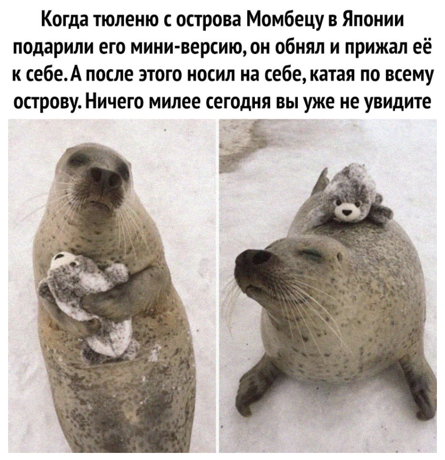 Когда тюленю с острова Момбецу в Японии подарили его мини версию он обнял и прижал её к себеА после этого носил на себе катая по всему острову Ничего милее сегодня вы уже не увидите