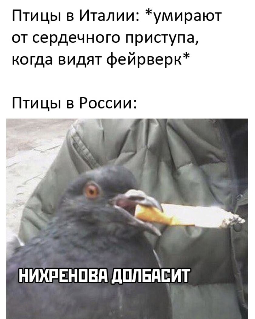 Птицы в Италии умирают от сердечного приступа когда видят фейрверк Пти цы в России НИХРЕНПВП ДПЛЕПЕИТ