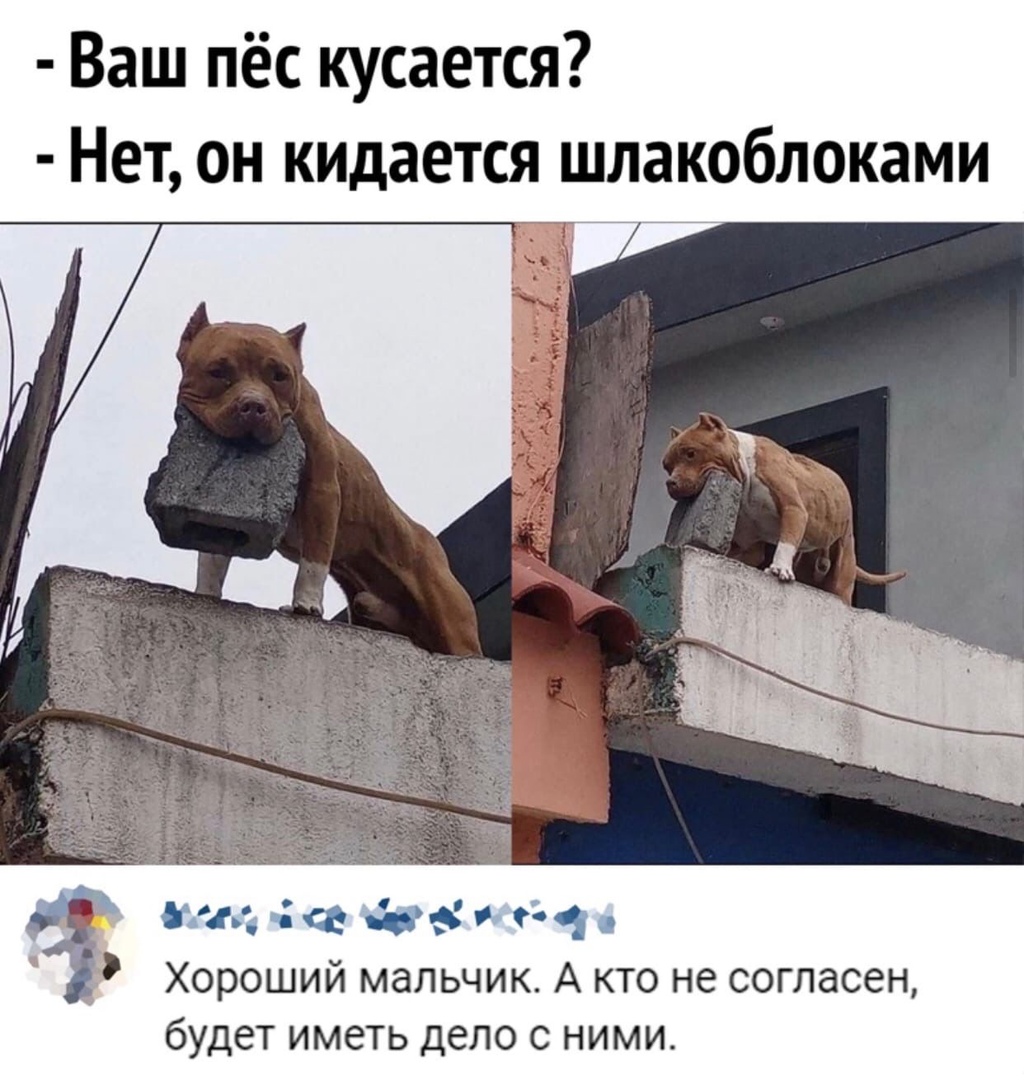 Ваш пёс кусается Нет он кидается шлакоблоками и и 3 5 и 931 Хороший мальчик А кто не согласен будет иметь дело с ними