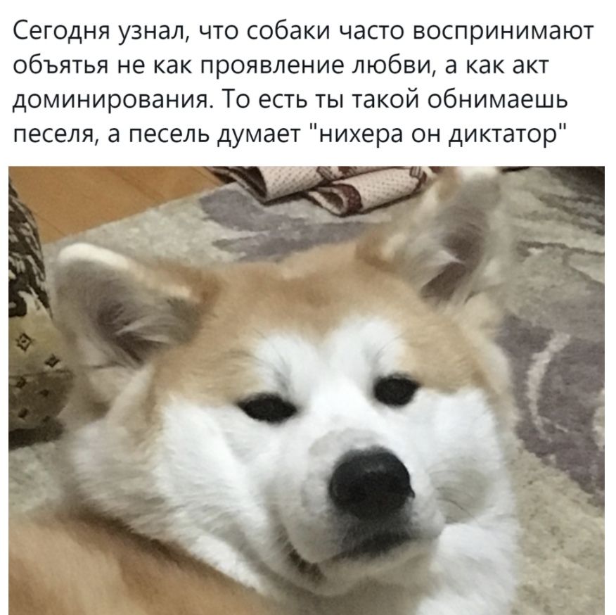 Сегодня узнал что собаки часто воспринимают объятья не как проявление любви а как акт доминирования То есть ты такой обнимаешь песеля а песель думает нихера он диктатор