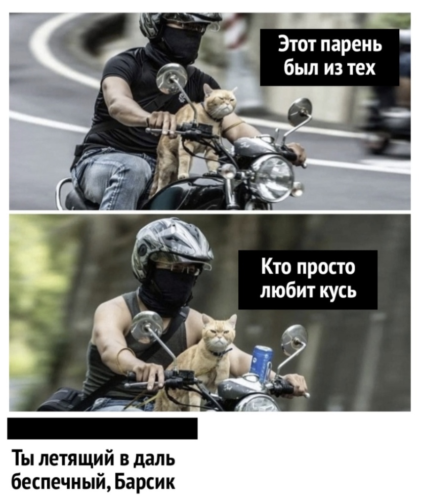 Этот парень был из тех Кто просто любит кусь Ты летящий в даль беспечный Барсик