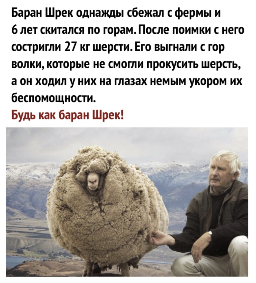 Баран Шрек однажды сбежал с фермы и 6 лет скитался по горам После поимки с него состригли 27 кг шерстиЕго выгнали гор волки которые не смогли прокусить шерсть а он ходил у них на глазах немым укором их беспомощности Будь как баран Шрек