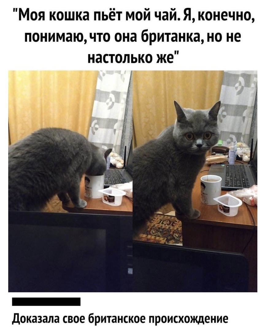 Моя кошка пьёт мой чай Я конечно понимаючто она британка но не настолько же _ ДОКЭЗЗЛЗ СВОЕ британское ПРОИСХОЖдеНИЕ