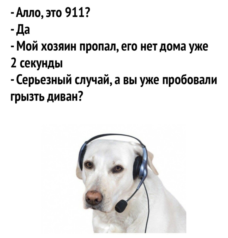 Алло это 911 Да Мой хозяин пропал его нет дома уже 2 секунды Серьезный  случай а вы уже пробовали грызть диван - выпуск №767987