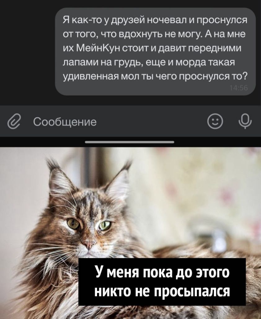 Я как то у друзей ночевал и проснулся от того что вдохнуть не могу А на мне их МейнКун стоит и давит передними лапами на грудь еще и морда такая удивленная мол ты чего проснулся то Сообщение У меня пока до этого _ _ никто не просыпался