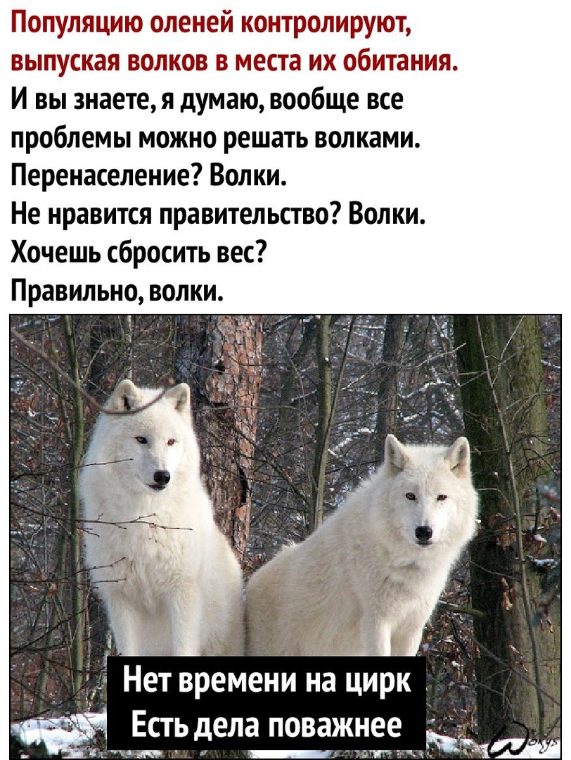 Популяцито оленей контролируют выпуская волков в места их обитания И вы знаетея думаю вообще все проблемы можно решать волками Перенаселение Волки Не нравится правительство Волки Хочешь сбросить вес Правильно волки Нет времени на цирк Есть дела__ поважнее