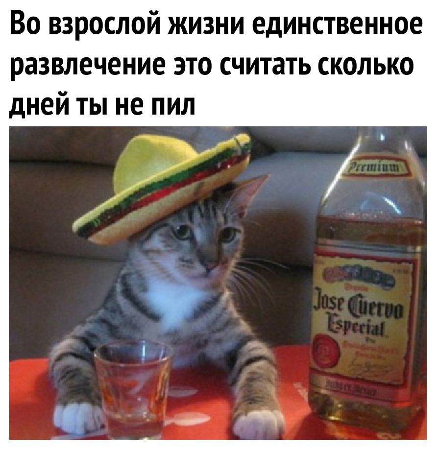 Во взрослой жизни единственное развлечение это считать сколько дней ты не пил