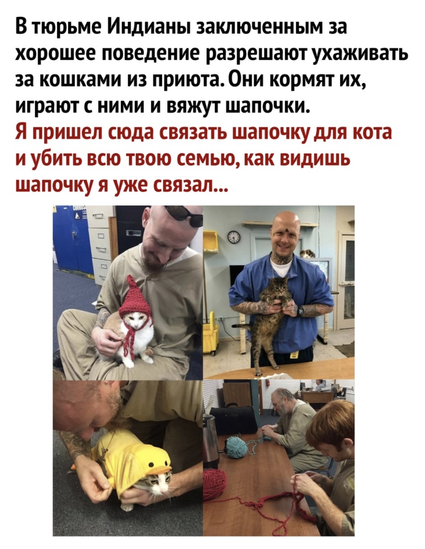 В тюрьме Индианы заключенным за хорошее поведение разрешают ухаживать за кошками из приюта Они кормят их играют с ними и вяжут шапочки Я пришел сюда связать шапочку для кота и убить всю твою семью как видишь шапочку я уже связал