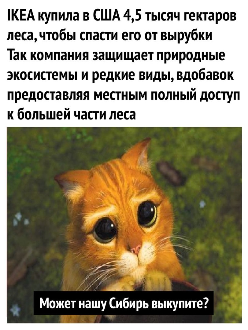 КЕА купила в США 45 тысяч гектаров лесачтобы спасти его от вырубки Так компания защищает природные экосистемы и редкие виды вдобавок предоставляя местным полный доступ к большей части леса Может нашу Ембирь выкупите