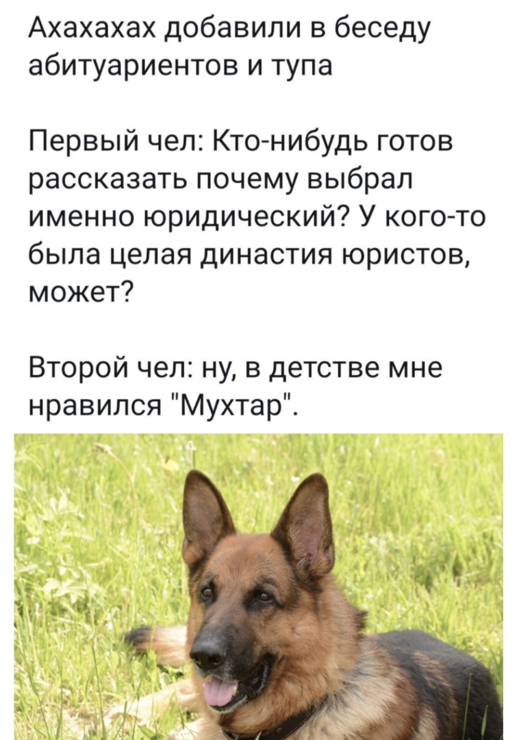 Ахахахах добавили в беседу абитуариентов и тупа Первый чел Кто нибудь готов рассказать почему выбрал именно юридический У кого то была целая династия юристов может Второй чел ну в детстве мне нравился Мухтар