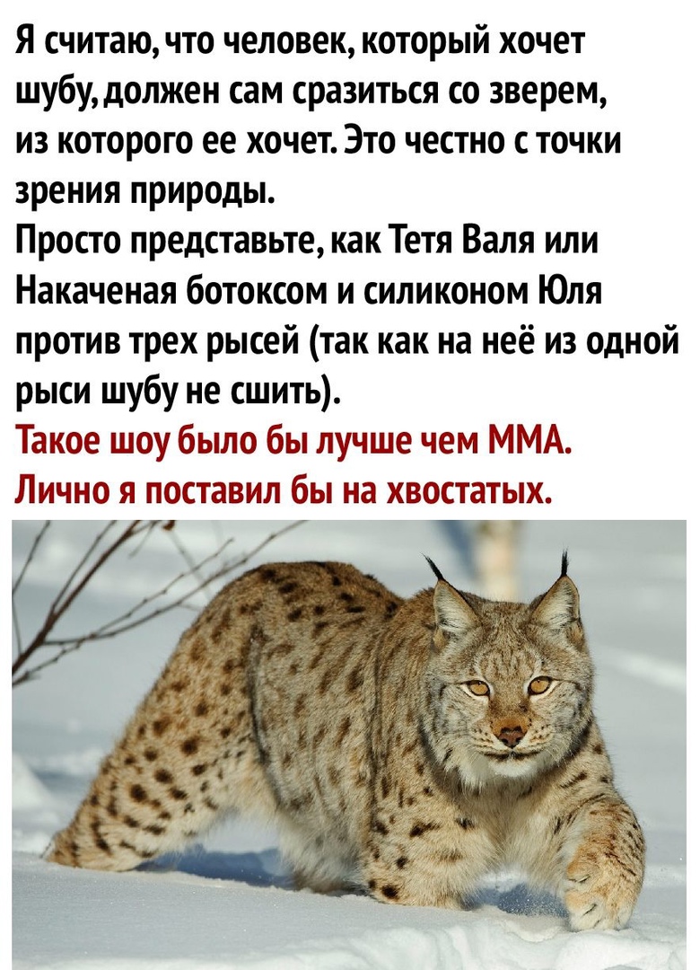 Я считаючто человек который хочет шубу должен сам сразиться со зверем из которого ее хочет Это честно с точки зрения природы Просто представьте как Тетя Валя или Накаченая ботоксом и силиконом Юля против трех рысей так как на неё из одной рыси шубу не сшить Такое шоу было бы лучше чем ММА Лично я поставил бы на хвостатых