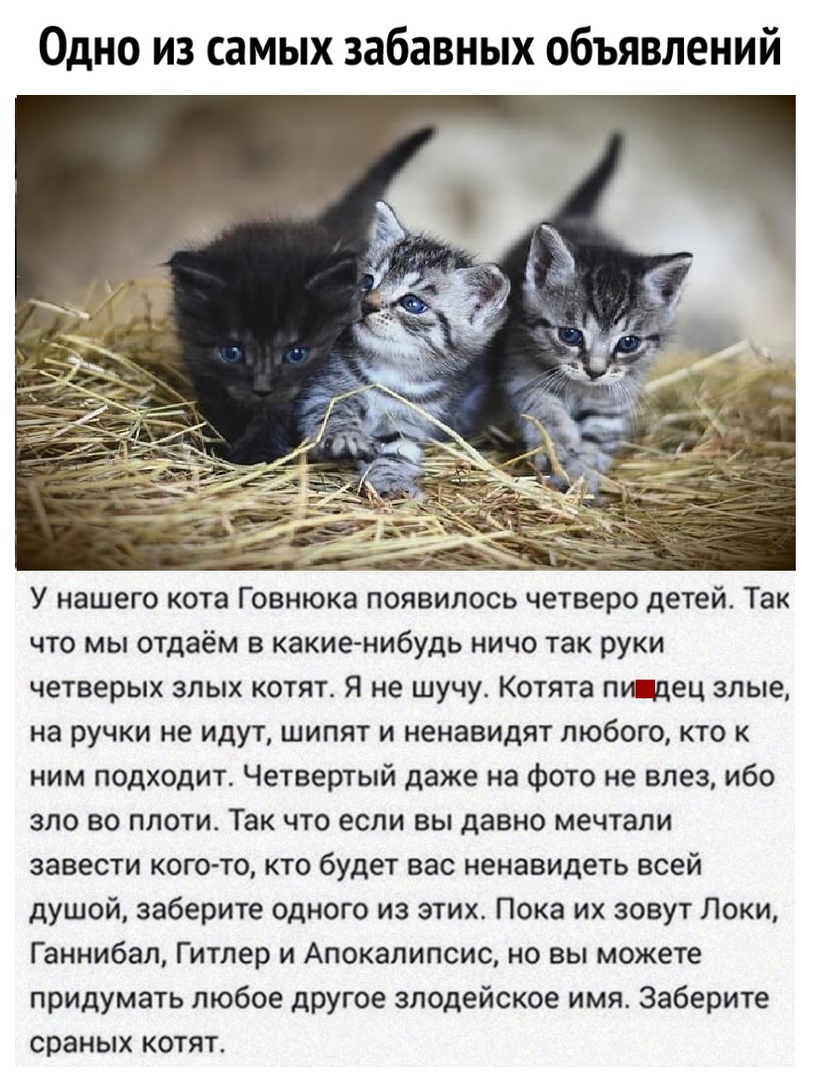 Одно из самых забавных объявлений У нашего кота Говнюка появилось четверо детей Так что мы отдаём в какие нибудь ничо так руки четверых злых котят Я не шучу Котята пицдец злые на ручки не идут шипят и ненавидят любого кто ним подходит Четвертый даже на фото не влез ибо зло во плоти Так что если вы давно мечтали завести кого то кто будет вас ненавидеть всей душой заберите одного из этих Пока их зов